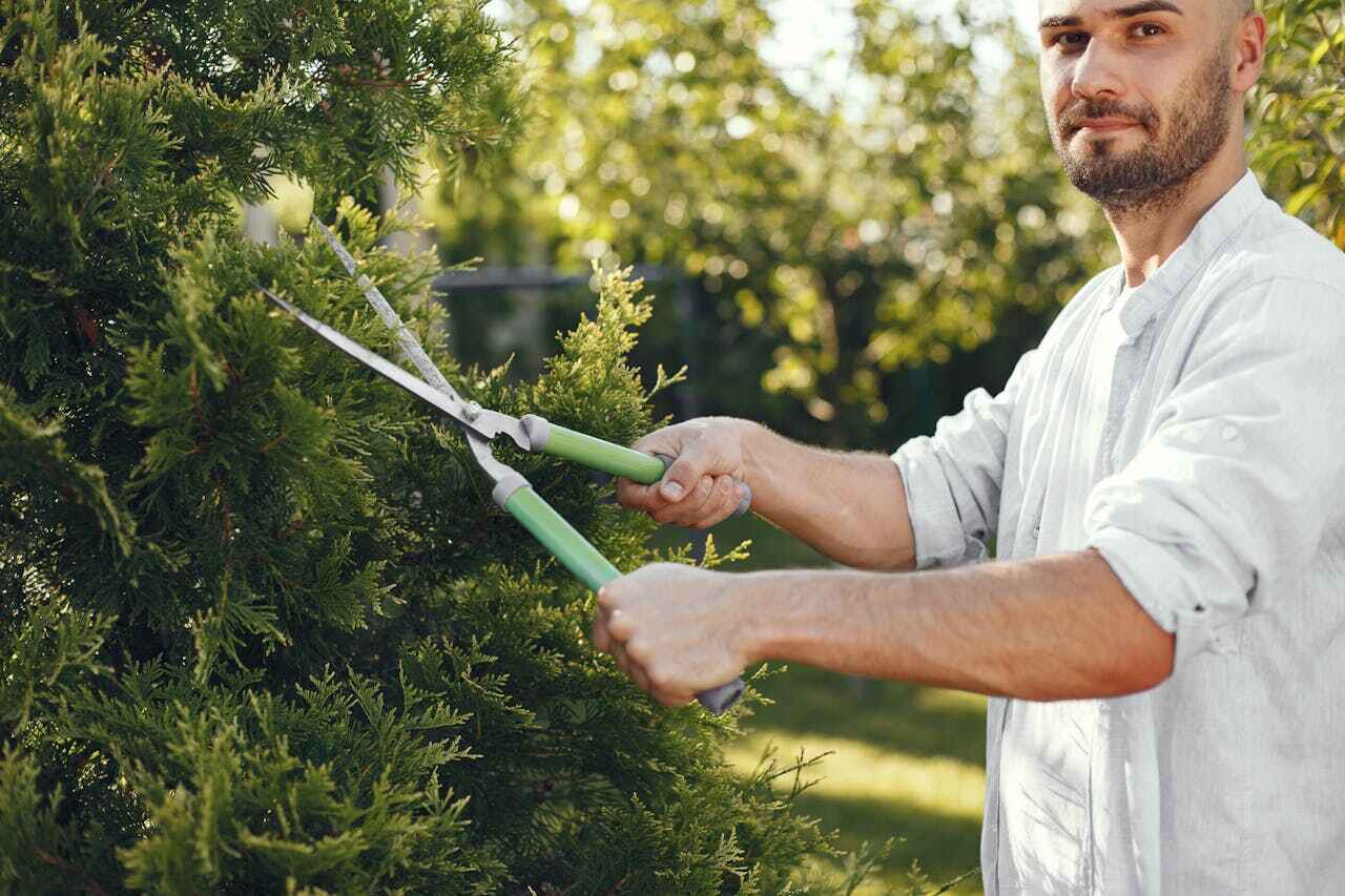 Best Palm Tree Trimming  in USA